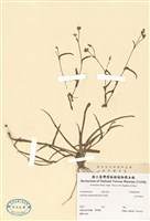 藏品(毛果竹葉菜)的圖片